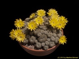 Sulcorebutia langeri HS240 2139